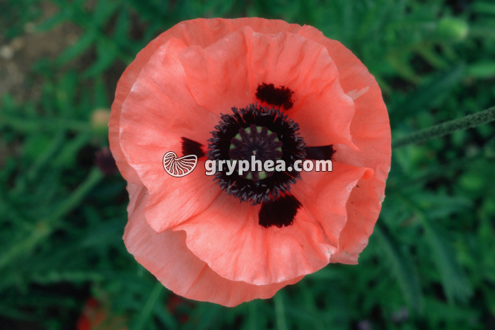Pavot (Papaver somniferum) - Fleur épanouie - gryphea.com